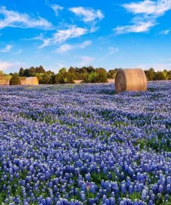 David Chalker Bluebonnet Hay Bails - 18"W X 24"H