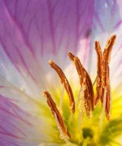 David Chalker Showy Primrose Detail - 40"W X 60"H Original Art