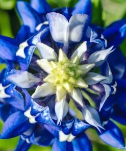 David Chalker Texas Bluebonnet Perspective - 16"W X 16"H