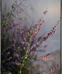 LeftBank Art Lavender To The Right Abstract Art